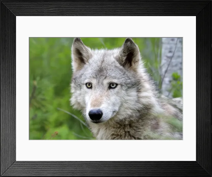 Framed Print : Timber / Grey Wolf. Minnesota - USA Framed Print : Timber / Grey Wolf. Minnesota - USA
