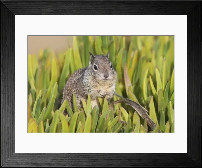 Framed Print : California Ground Squirrel - Lajolla cliffs in San Diego, California, USA in January Framed Print : California Ground Squirrel - Lajolla cliffs in San Diego, California, USA in January
