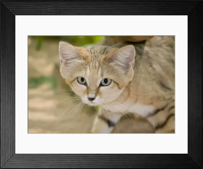 Framed Print : Sand Cat - Abu Dhabi - United Arab Emirates Framed Print : Sand Cat - Abu Dhabi - United Arab Emirates