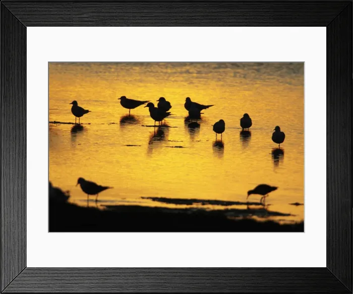 Framed Print : Black-headed Gull - flock resting on shallow lake at sunset - Island of Texel - Holland Framed Print : Black-headed Gull - flock resting on shallow lake at sunset - Island of Texel - Holland
