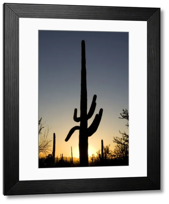 Framed Print : Giant Saguaro - Symbol of the American Southwest and indicator of the Sonoran Desert. At sunset. Saguaro National Park (western section), Tucson, Arizona, USA Framed Print : Giant Saguaro - Symbol of the American Southwest and indicator of the Sonoran Desert. At sunset. Saguaro National Park (western section), Tucson, Arizona, USA