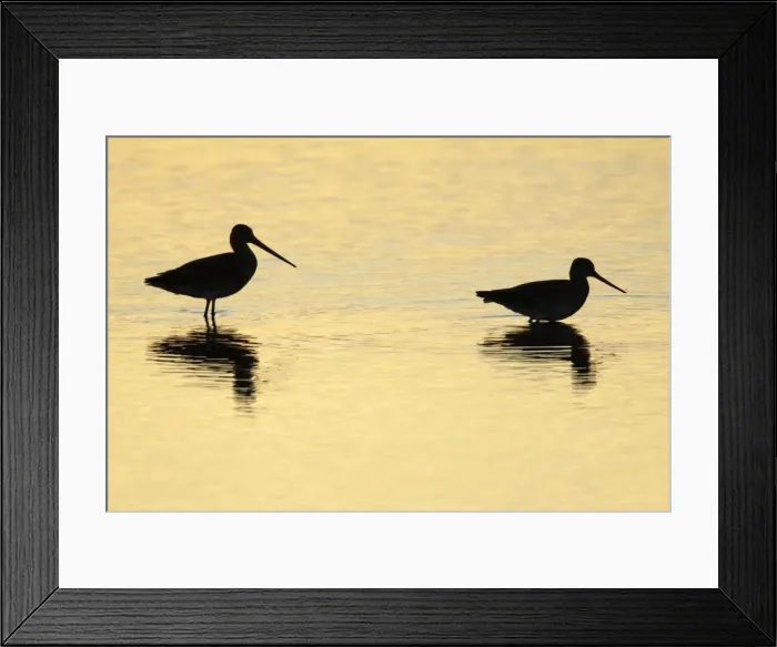 Framed Print : Black-tailed Godwit - feeding in lake at sunset - Texel - Holland Framed Print : Black-tailed Godwit - feeding in lake at sunset - Texel - Holland