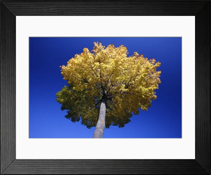 Framed Print : Norway Maple Tree - autumn - Lower Saxony - Germany Framed Print : Norway Maple Tree - autumn - Lower Saxony - Germany