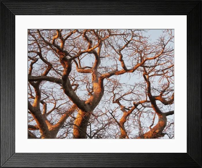 Framed Print : Baobab Tree - a common tree in northern Namibia - in the last light of the evening - Omusati region - Namibia Framed Print : Baobab Tree - a common tree in northern Namibia - in the last light of the evening - Omusati region - Namibia