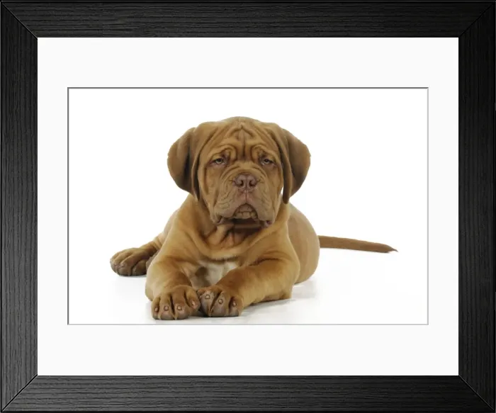 Framed Print : DOG. Dogue de bordeaux puppy laying down Framed Print : DOG. Dogue de bordeaux puppy laying down