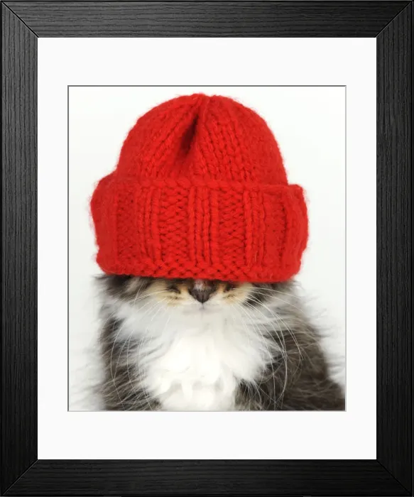 Framed Print : Cat - Kitten wearing red hat over eyes Framed Print : Cat - Kitten wearing red hat over eyes