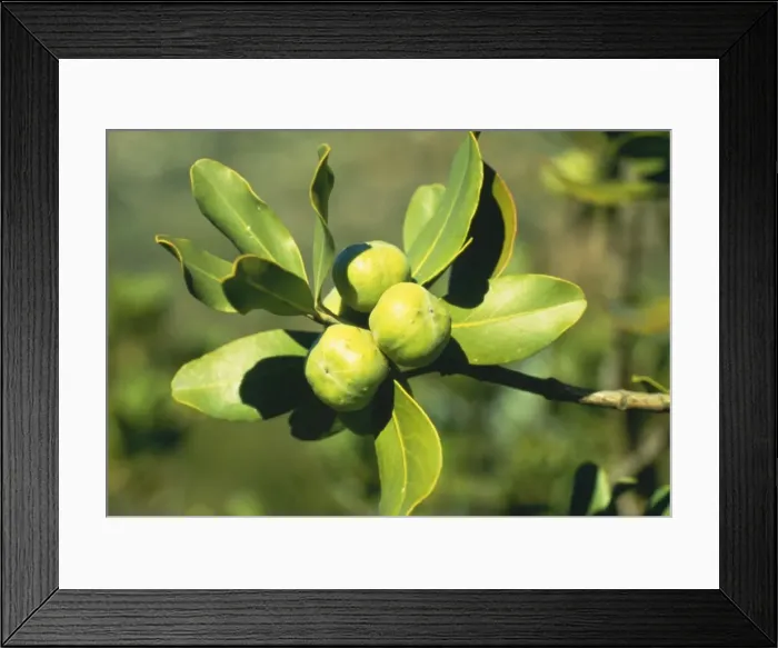 Framed Print : Pittosporum A 010 Fruit Pittosporum tobira © ARDEA LONDON Framed Print : Pittosporum A 010 Fruit Pittosporum tobira © ARDEA LONDON