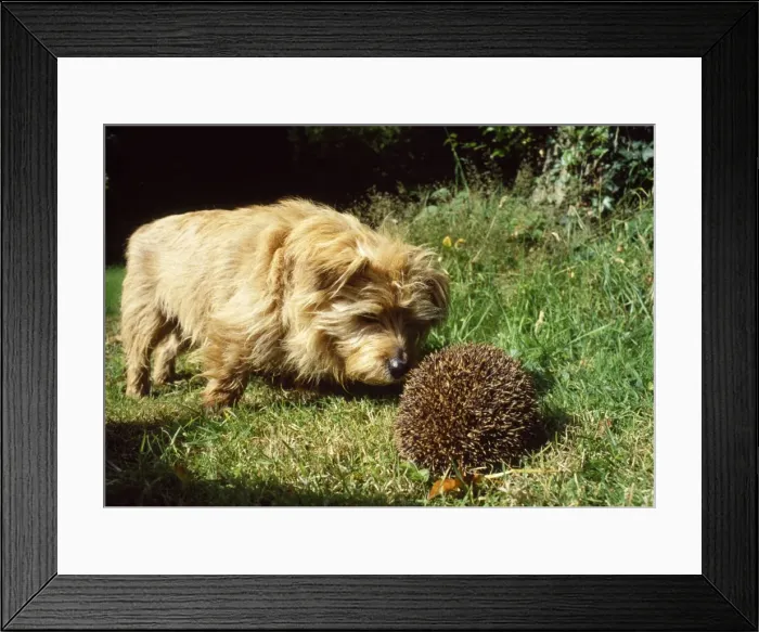 Framed Print : Hedgehog - being pestered by Terrier Framed Print : Hedgehog - being pestered by Terrier