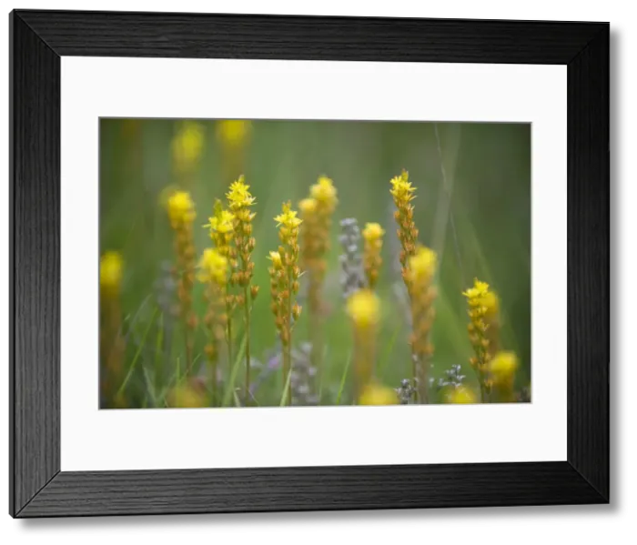 Framed Print : Bog Asphodel. Location - bogs and wet heaths. East Sussex. UK. July / August Framed Print : Bog Asphodel. Location - bogs and wet heaths. East Sussex. UK. July / August