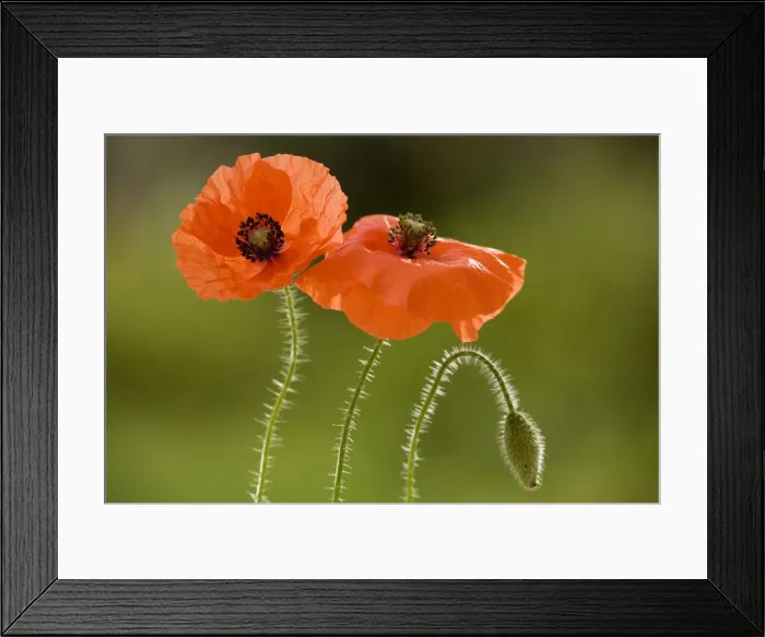 Framed Print : Common Poppy or Field Poppy ( Papaver rhoeas ), widespread cornfield weed. Dorset Framed Print : Common Poppy or Field Poppy ( Papaver rhoeas ), widespread cornfield weed. Dorset