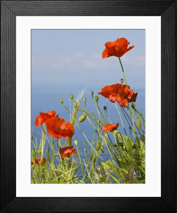 Framed Print : Wild Poppy or Field Poppy (Papaver rhoeas) against sea and sky; Mani Peninsula, Peloponnese, south Greece Framed Print : Wild Poppy or Field Poppy (Papaver rhoeas) against sea and sky; Mani Peninsula, Peloponnese, south Greece