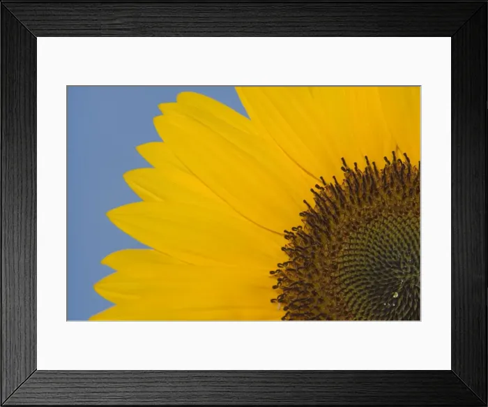 Framed Print : Sunflower Close-up of the yellow flower Framed Print : Sunflower Close-up of the yellow flower
