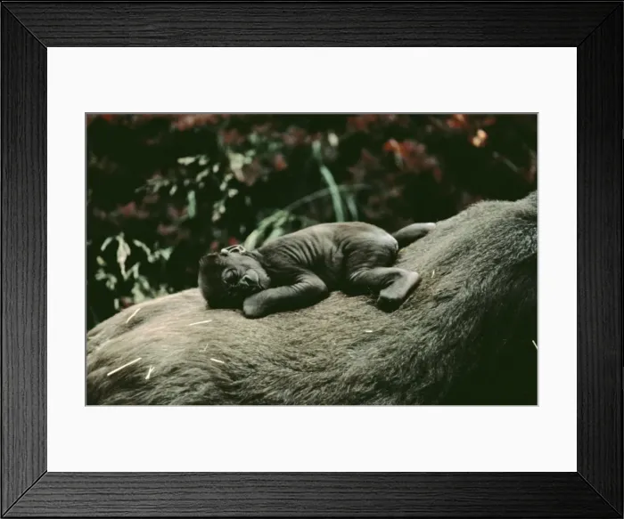 Framed Print : Lowland Gorilla - parent with baby on back Framed Print : Lowland Gorilla - parent with baby on back