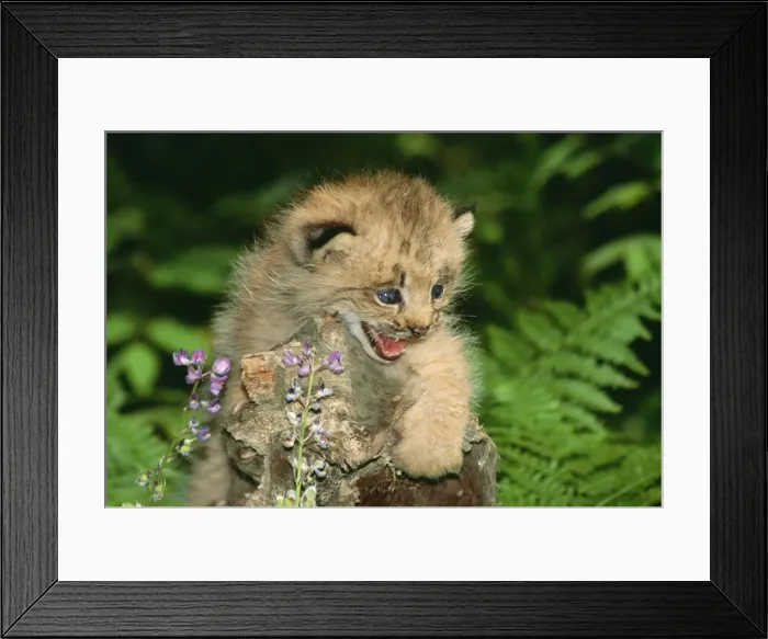Framed Print : Lynx CLA 408 Kitten, snarling, Montana, USA. Felis lynx © Mary Clay / ARDEA LONDON Framed Print : Lynx CLA 408 Kitten, snarling, Montana, USA. Felis lynx © Mary Clay / ARDEA LONDON