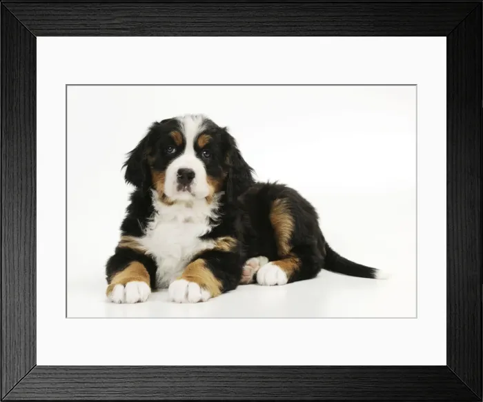 Framed Print : DOG. Bernese mountain puppy laying down Framed Print : DOG. Bernese mountain puppy laying down
