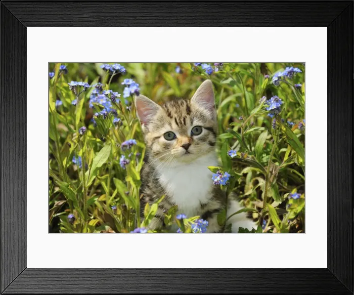 Framed Print : CAT. Kitten sitting in flowers Framed Print : CAT. Kitten sitting in flowers