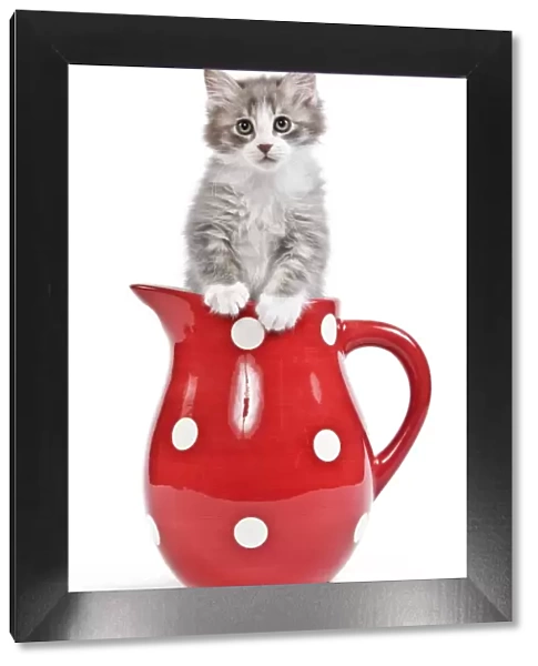 Cat - kitten in red jug