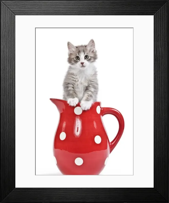 Framed Print : Cat - kitten in red jug Framed Print : Cat - kitten in red jug