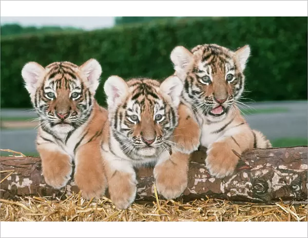 Siberian Tiger JD 6000 Panthera tigris altaica © John Daniels  /  ARDEA LONDON