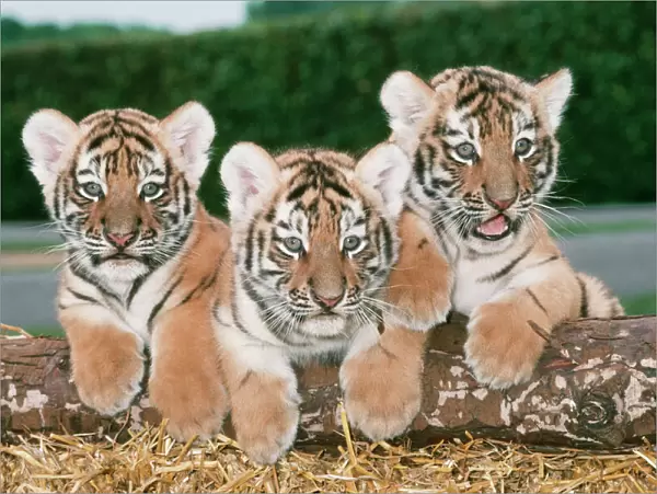 Siberian Tiger JD 6000 Panthera tigris altaica © John Daniels  /  ARDEA LONDON