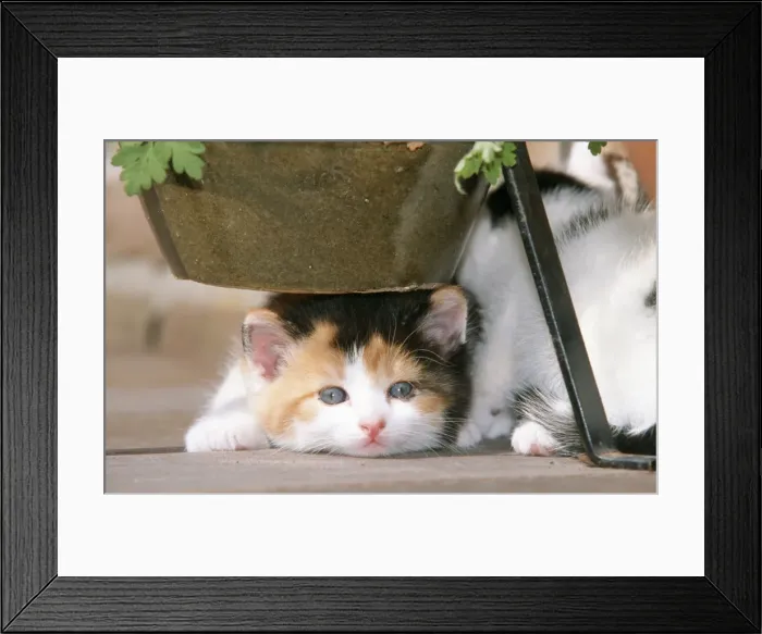 Framed Print : Cat - kitten crouching beneath flower pot Framed Print : Cat - kitten crouching beneath flower pot