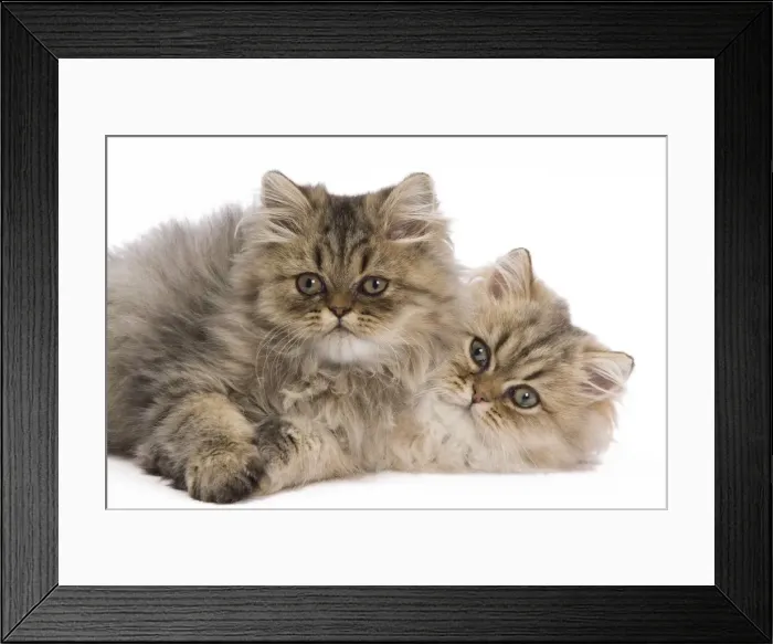 Framed Print : Cat - Persian kittens in studio Framed Print : Cat - Persian kittens in studio