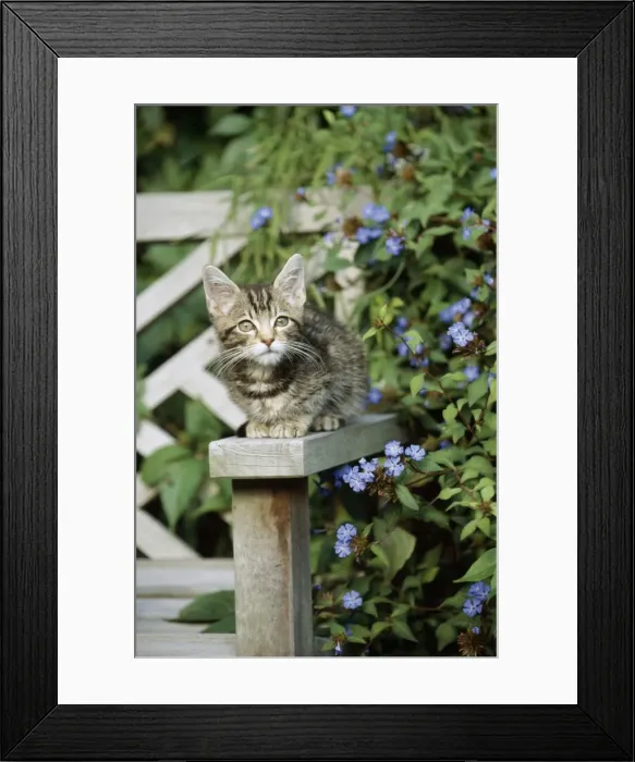 Framed Print : Cat - tabby kitten sitting on bench in garden Framed Print : Cat - tabby kitten sitting on bench in garden