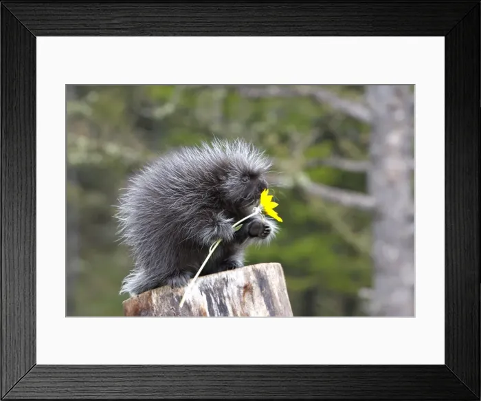 Framed Print : North American Porcupine - baby holding yellow flower. Montana - USA Framed Print : North American Porcupine - baby holding yellow flower. Montana - USA