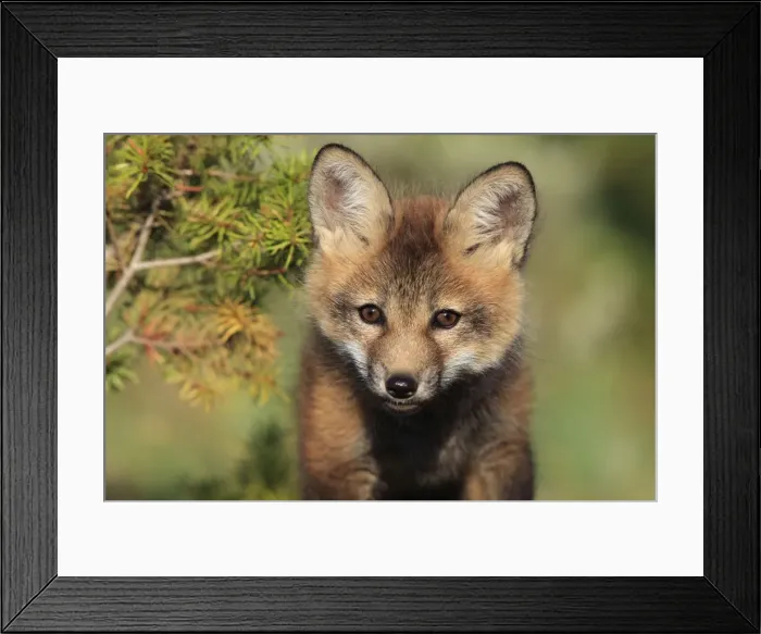 Framed Print : Red Fox - 7 week old cub. Montana - USA Framed Print : Red Fox - 7 week old cub. Montana - USA