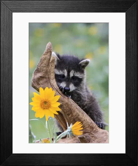 Framed Print : Raccoon - baby. Montana - United States
