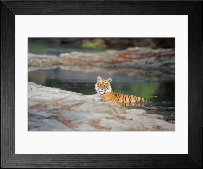 Framed Print : Tiger - in water pool - Ranthambhore National Park - Rajasthan - India Framed Print : Tiger - in water pool - Ranthambhore National Park - Rajasthan - India