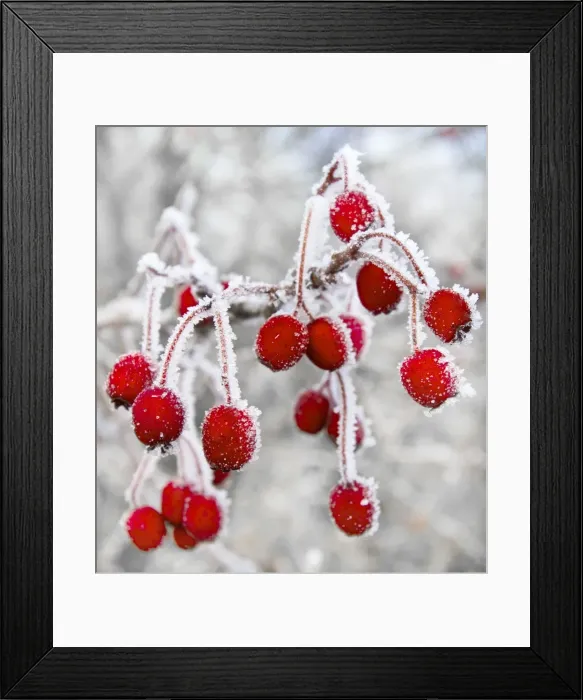 Framed Print : Frost covered Red Hawthorn berries - Oxon - December Digital Manipulation: snow to background, cleaned, brightened Framed Print : Frost covered Red Hawthorn berries - Oxon - December Digital Manipulation: snow to background, cleaned, brightened