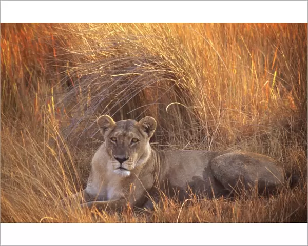 Lion HAY 189 Lying in grass - Botswana, Africa Panthera leo © Hayden Oake  /  ARDEA LONDON