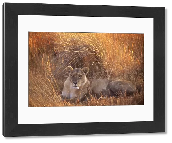 Lion HAY 189 Lying in grass - Botswana, Africa Panthera leo © Hayden Oake  /  ARDEA LONDON