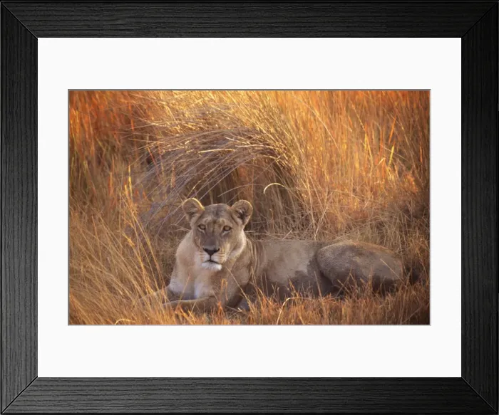 Framed Print : Lion HAY 189 Lying in grass - Botswana, Africa Panthera leo © Hayden Oake / ARDEA LONDON Framed Print : Lion HAY 189 Lying in grass - Botswana, Africa Panthera leo © Hayden Oake / ARDEA LONDON