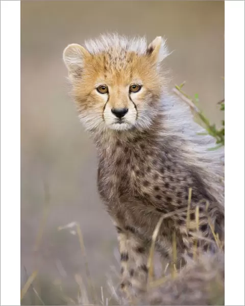 Cheetah - 10-12 week old cub - Maasai Mara Reserve - Kenya