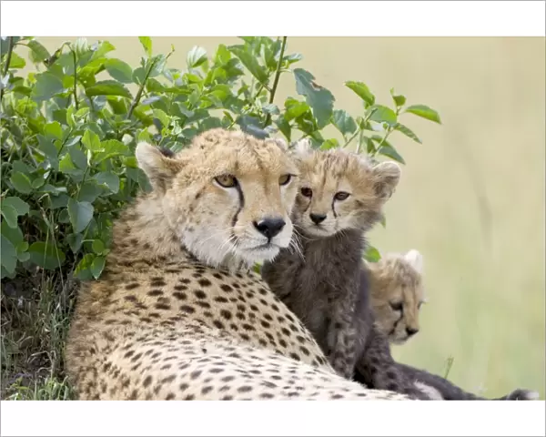 Cheetah - mother and 8-9 week old cub(s) - Maasai Mara Reserve - Kenya