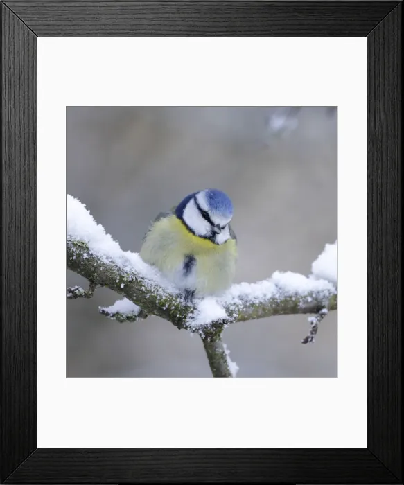 Framed Print : Blue Tit - in winter - on snowy branch - Cleveland - UK Framed Print : Blue Tit - in winter - on snowy branch - Cleveland - UK