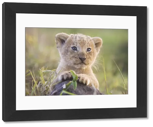 Lion - cub - Masai Mara Triangle - Kenya
