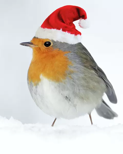 Robin - in snow wearing Chritmas hat