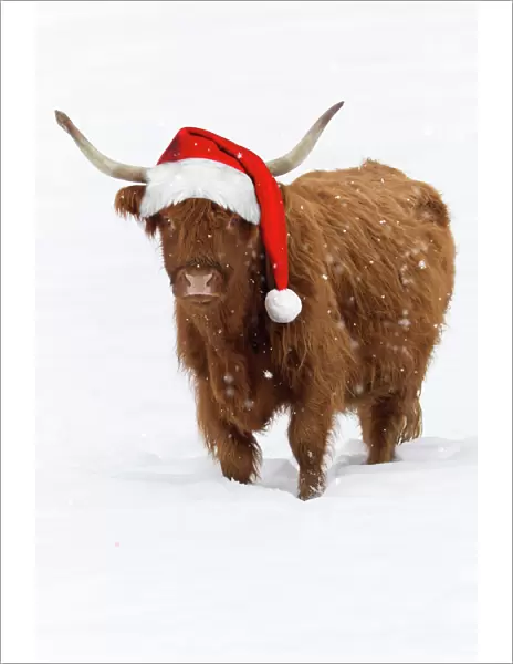 Scottish Highland Cow - standing on snow wearing Christmas hat. Digital Manipulation: Hat (Su) falling snow