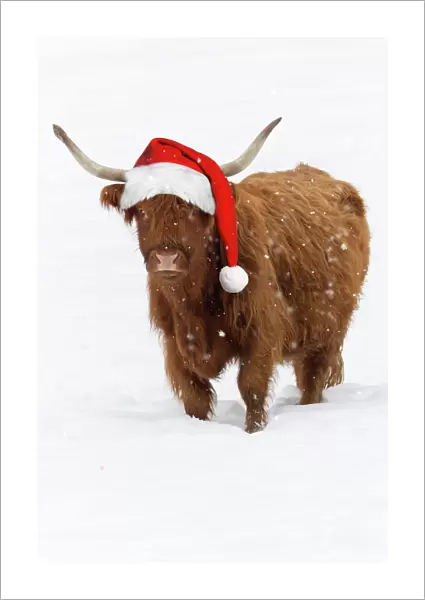 Scottish Highland Cow - standing on snow wearing Christmas hat. Digital Manipulation: Hat (Su) falling snow