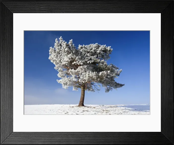 Framed Print : Scots Pine - covered in snow and frost - Hoher Meissner National park - North Hessen - Germany Framed Print : Scots Pine - covered in snow and frost - Hoher Meissner National park - North Hessen - Germany