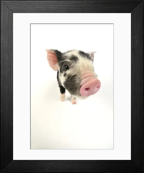 Framed Print : Pig. Kune Kune piglet on white background Framed Print : Pig. Kune Kune piglet on white background