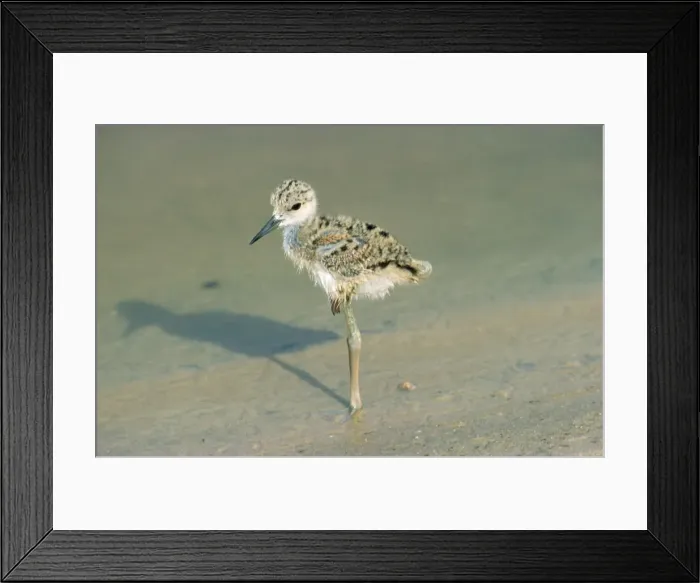 Framed Print : Black-winged Stilt