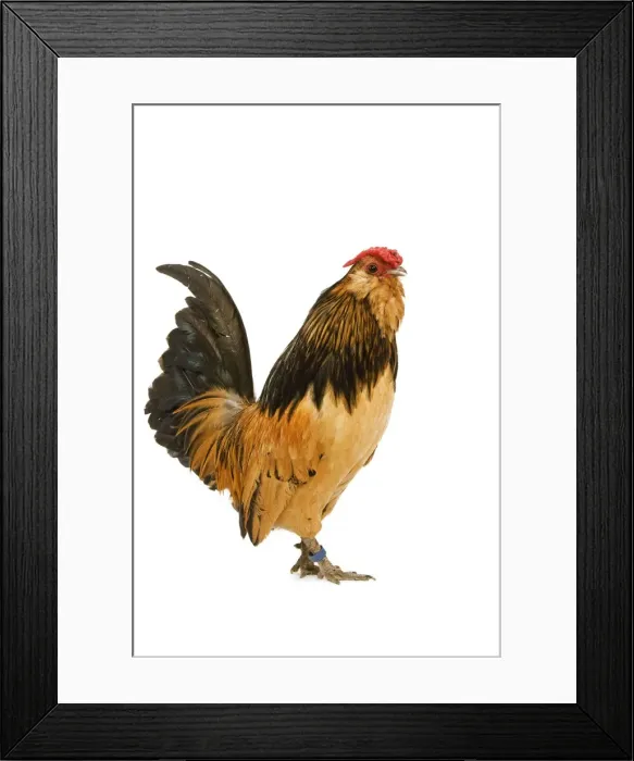 Framed Print : Belgium Bantam - Barbu d'Anvers - in studio Framed Print : Belgium Bantam - Barbu d'Anvers - in studio