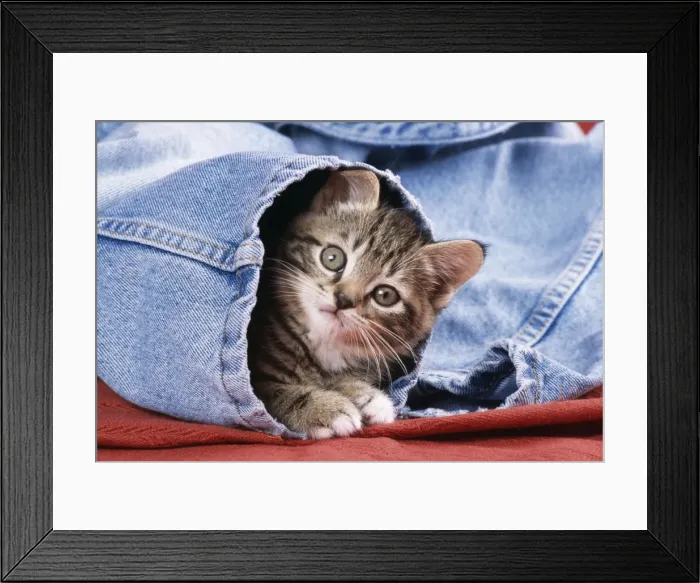 Framed Print : Cat - Kitten in jeans Framed Print : Cat - Kitten in jeans