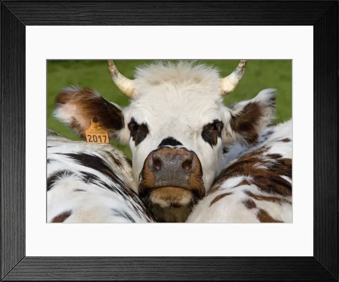 Framed Print : Normandy Cow - face Framed Print : Normandy Cow - face