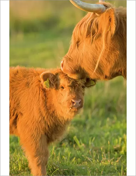 Highland Cattle - adult with young - Norfolk grazing marsh - UK