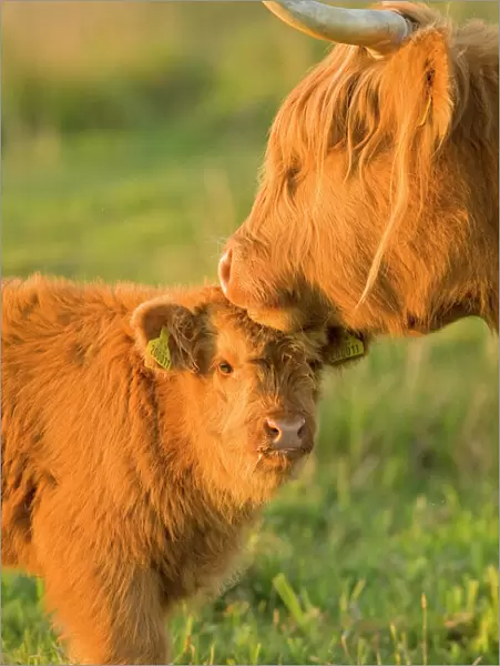 Highland Cattle - adult with young - Norfolk grazing marsh - UK